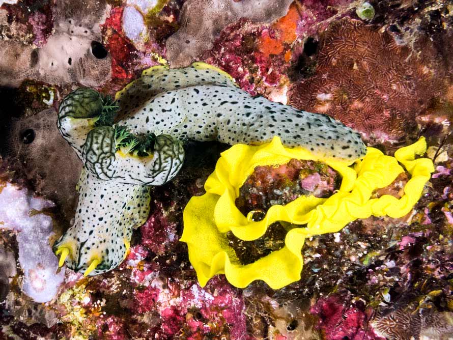 Notodoris serenae